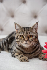 Obraz premium the kitten lies on the bed next to the red flowers