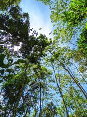 trees and sky