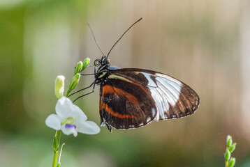 butterfly on a flower