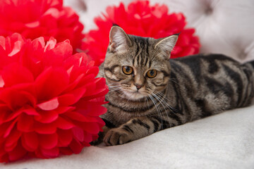 cat with red rose