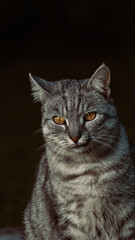Confident domestic cat, of gray color, with beautiful brown eyes.