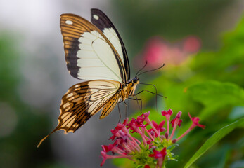 butterfly on a flower