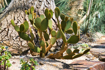 cactus on the beach water, southwest, wilderness, western, mexican, exotic, colourful, colours, america