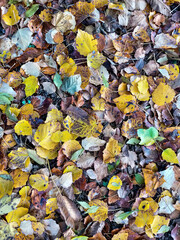 autumn leaves background , image taken in veneto, italy