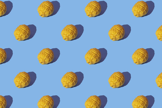 Pattern with yellow Citron (Citrus medica) fruit on blue background