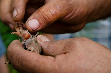A local Turkish farmer holding a hazelnut and husk on his farm near the Black Sea in Turkey.