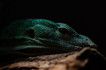 close up of a lizard