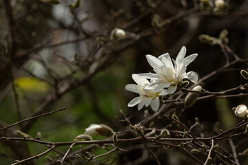 Flowering of the white star magnolia