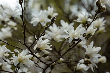 Flowering of the white star magnolia