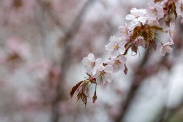 Close-up of a cherry blossom branch