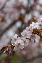 Close-up of a cherry blossom branch