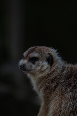 Fototapeta premium meerkat on guard