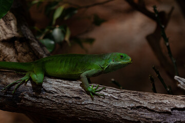 lizard on a tree