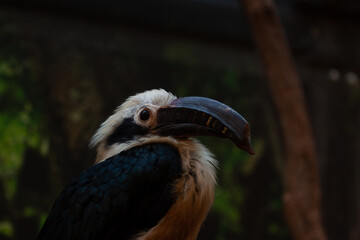 close up of a hornbill