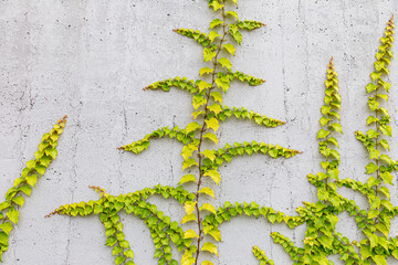 White concrete wall half covered with Parthenocyss tricuspidate Veitchii or Boston ivy, grape ivy,...