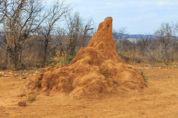 Large termite mound in typical african landscape with termite in Namibia.