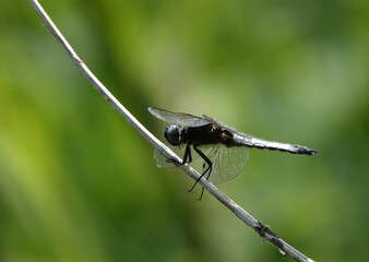 A scarce chaser dragonfly perching on a reed against a defocused green background. 