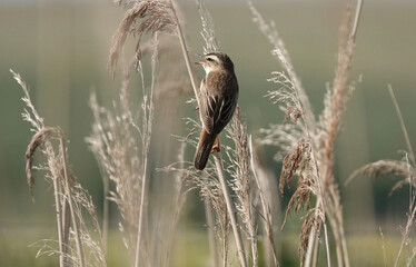 A sedge warbler perching in a reed bed. 