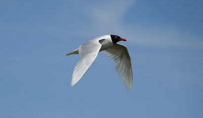 A Mediterranean gull in flight against a blue sky. 