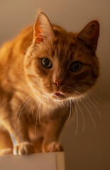 Obraz premium Orange cat close up face