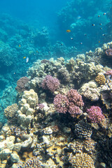 Naklejka na ściany i meble Colorful, picturesque coral reef at bottom of tropical sea, hard corals, underwater landscape