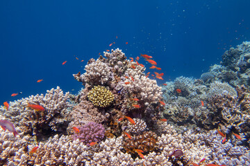 Plakat Colorful, picturesque coral reef at the bottom of tropical sea, hard corals and fishes Anthias, underwater landscape