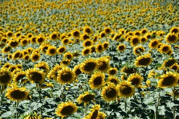 Gelb blühendes Sonnenblumenfeld