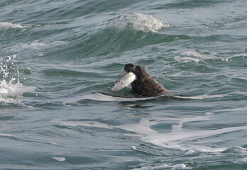 Un phoque qui mange un bar en Bretagne - France © aquaphoto