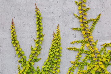 White concrete wall half covered with Parthenocyss tricuspidate Veitchii or Boston ivy, grape ivy, Japanese creeper leaves. Hedera helix, English or European ivy. Plastered wall with decorative grapes