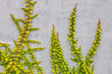 White concrete wall half covered with Parthenocyss tricuspidate Veitchii or Boston ivy, grape ivy, Japanese creeper leaves. Hedera helix, English or European ivy. Plastered wall with decorative grapes