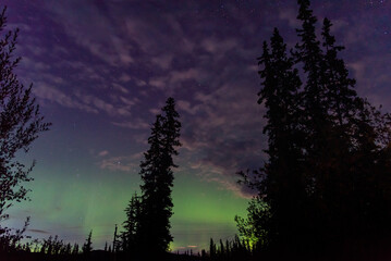 Aurora Borealis seen in northern Canada during fall with spruce and pine trees silhouette. 