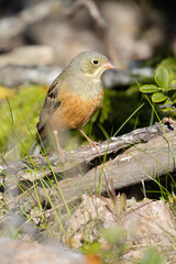 Ortolan Bunting