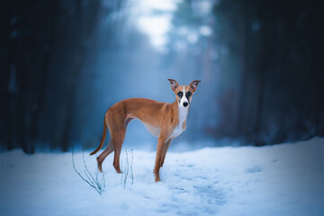 Whippet w zimowej krainie w lesie