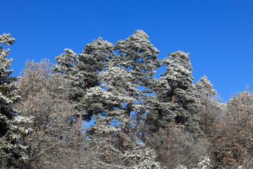 Baumkrone ist mit Schnee bedeckt