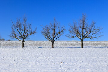 Baumreihe auf einer Wiese im Winter im Sonnenschein