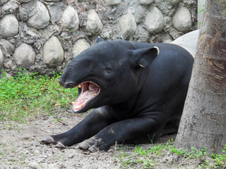 Captive black and white Malayan tapir in Tampa, Florida