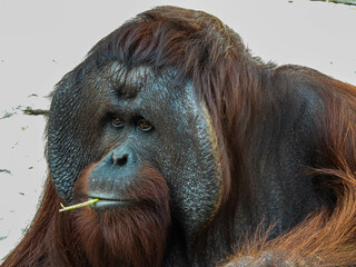 Captive male orangutan up close in Tampa, Florida © Lisa