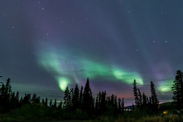 Aurora Borealis seen in northern Canada during fall with spruce and pine trees silhouette. 