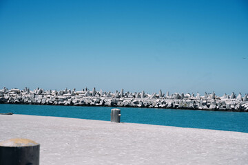 Cape Town, nature, sand, animals, landscape, ocean, water, mountains, rock