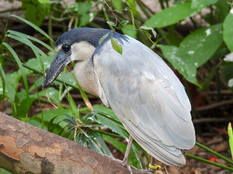 A captive blue boat-billed heron in Tampa, Florida