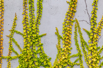 White concrete wall half covered with Parthenocyss tricuspidate Veitchii or Boston ivy, grape ivy,...