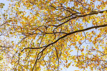Fototapeta premium Yellow Fall Foliage
