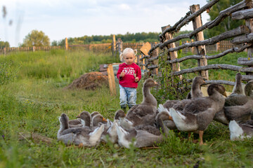 A little blond girl is watching a flock of geese grazing in a paddock at a farm