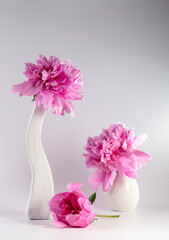 Pink peonies in a vase on a light background. Congratulations on Valentine's Day. Copy space