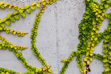 White concrete wall half covered with Parthenocyss tricuspidate Veitchii or Boston ivy, grape ivy,...