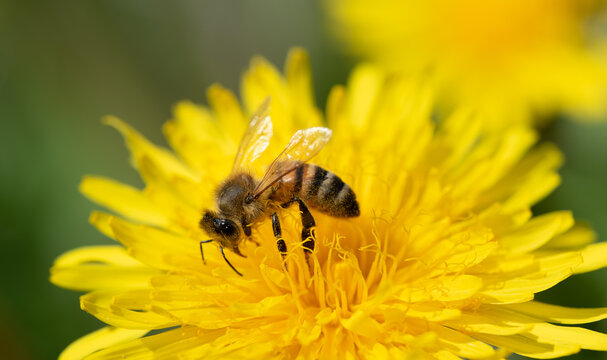A small honey bee sits on a yellow dandelion flower and looks for pollen. The bee is covered in yellow pollen.