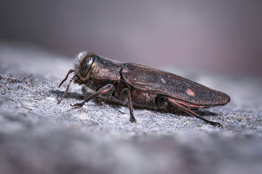 Gold pit oak splendour beetle (Chrysobothris affinis)