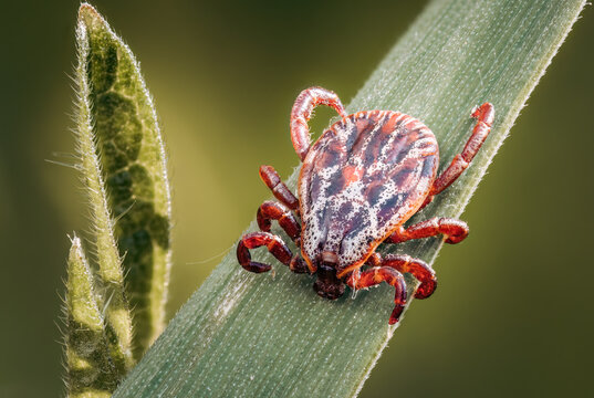 Ornate cow tick waiting for host on weed leaf - Dermacentor reticulatus