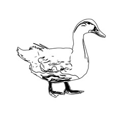 Sketch a black and white picture of a duck with a transparent background for learning to color
