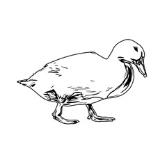 Sketch a black and white picture of a duck with a transparent background for learning to color